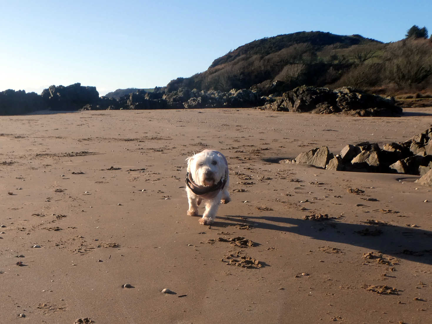 poppy the westie dashing across sandyhills beach