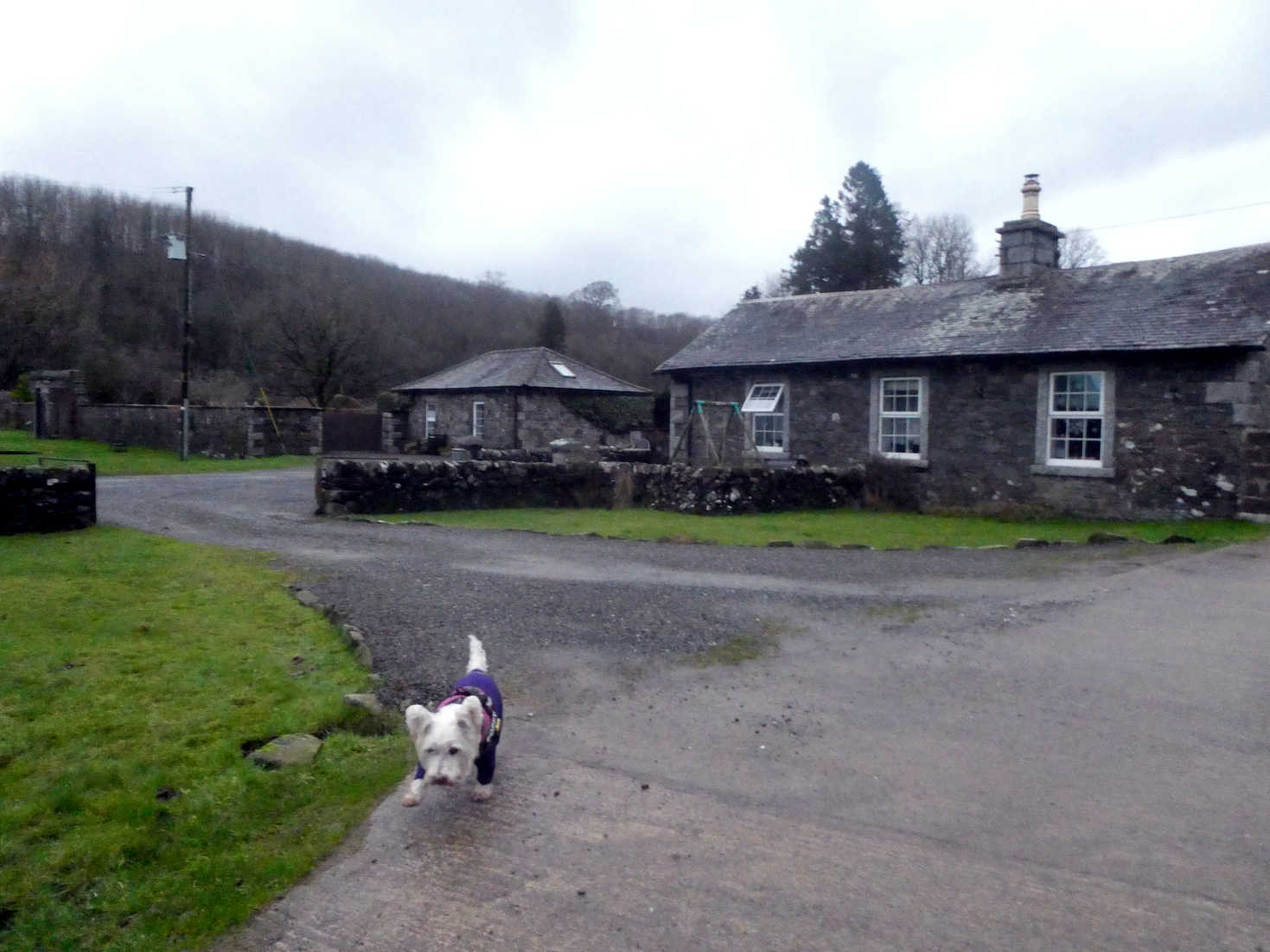 poppy the westie explores queenshill farm