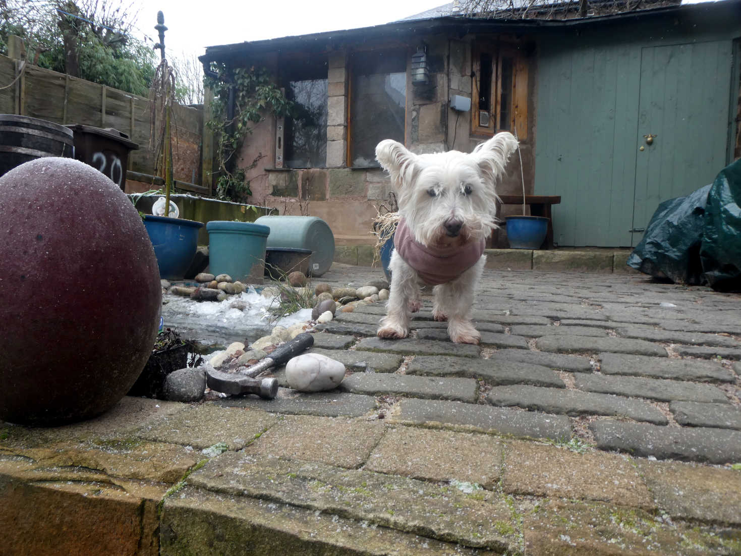 poppy the westie happy with dads ice breaking