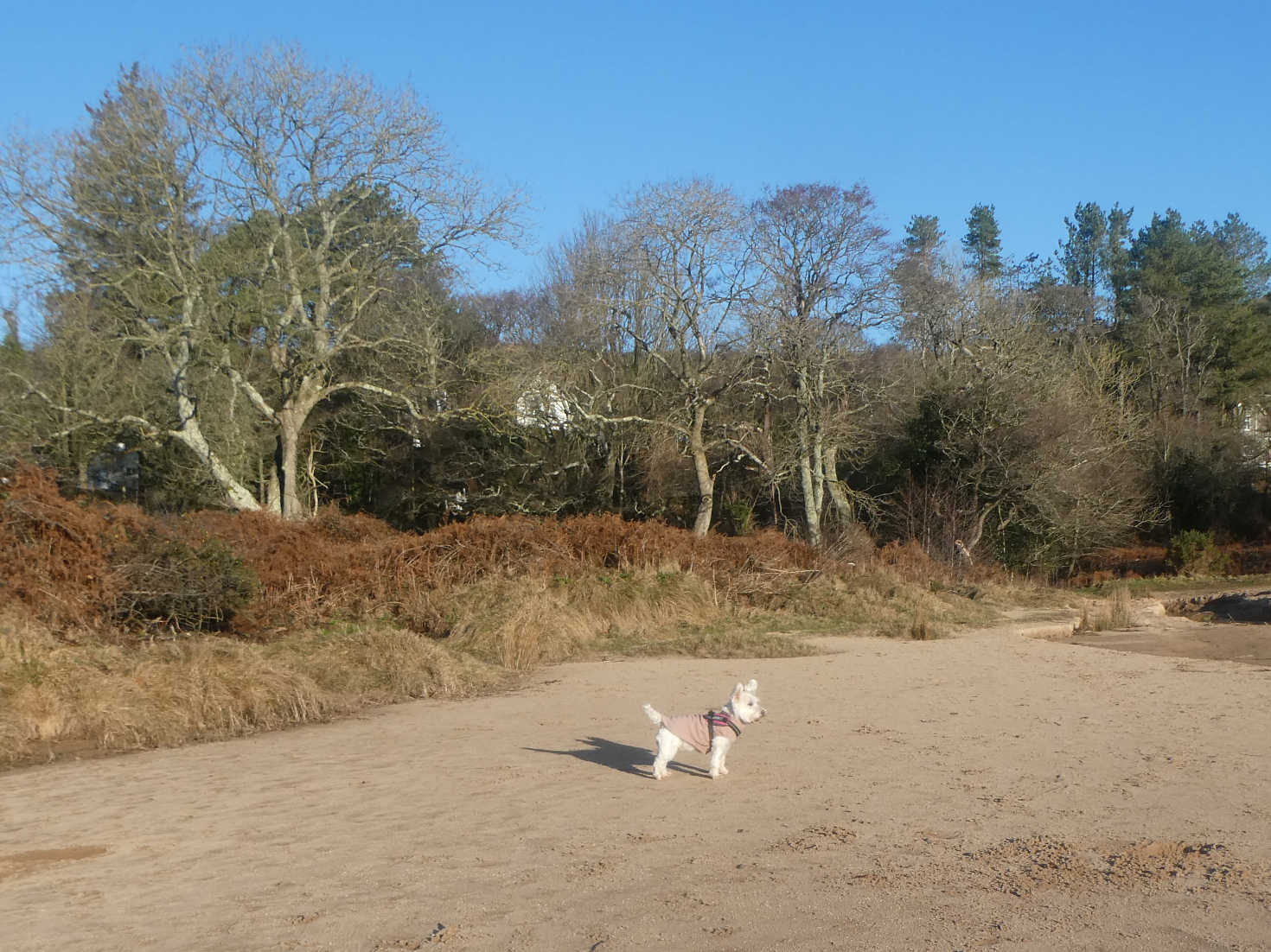 poppy the westie hits sandyhills beach