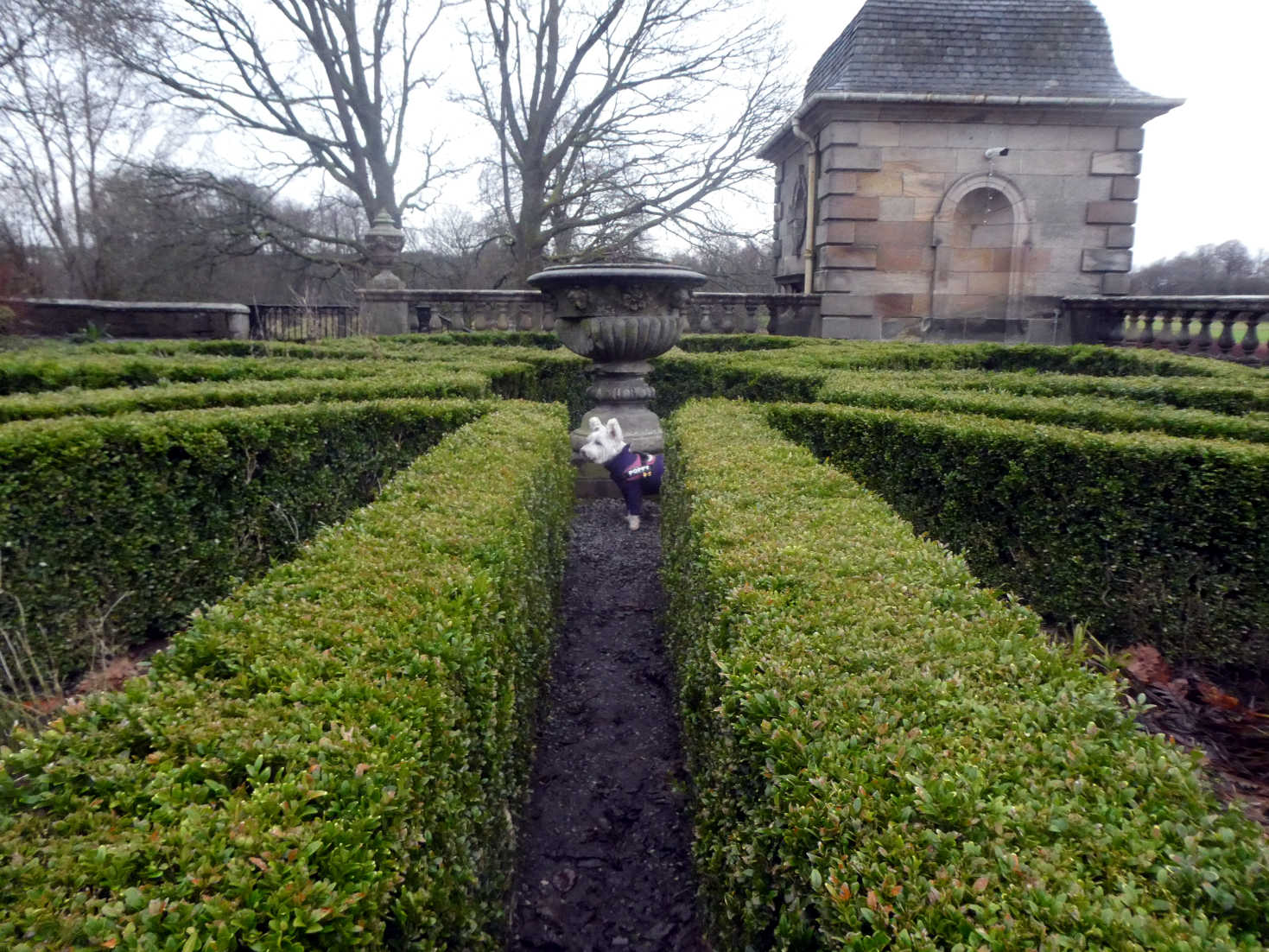 poppy the westie in the maze looking for mum