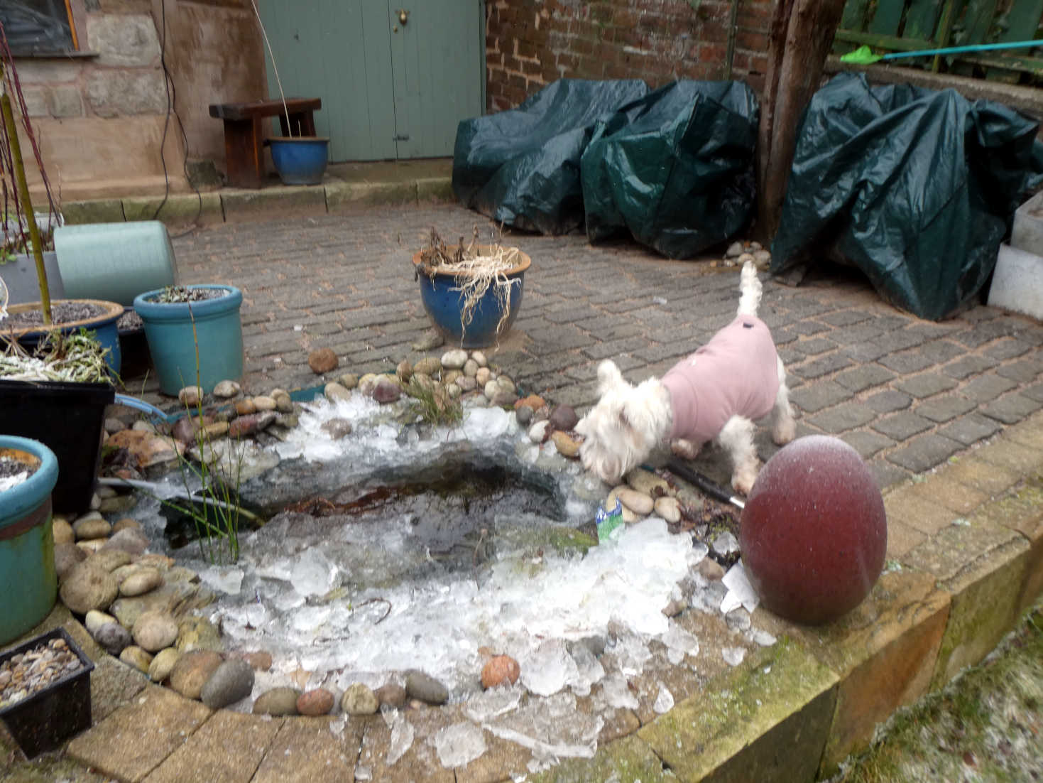 poppy the westie investigacte frozen pond