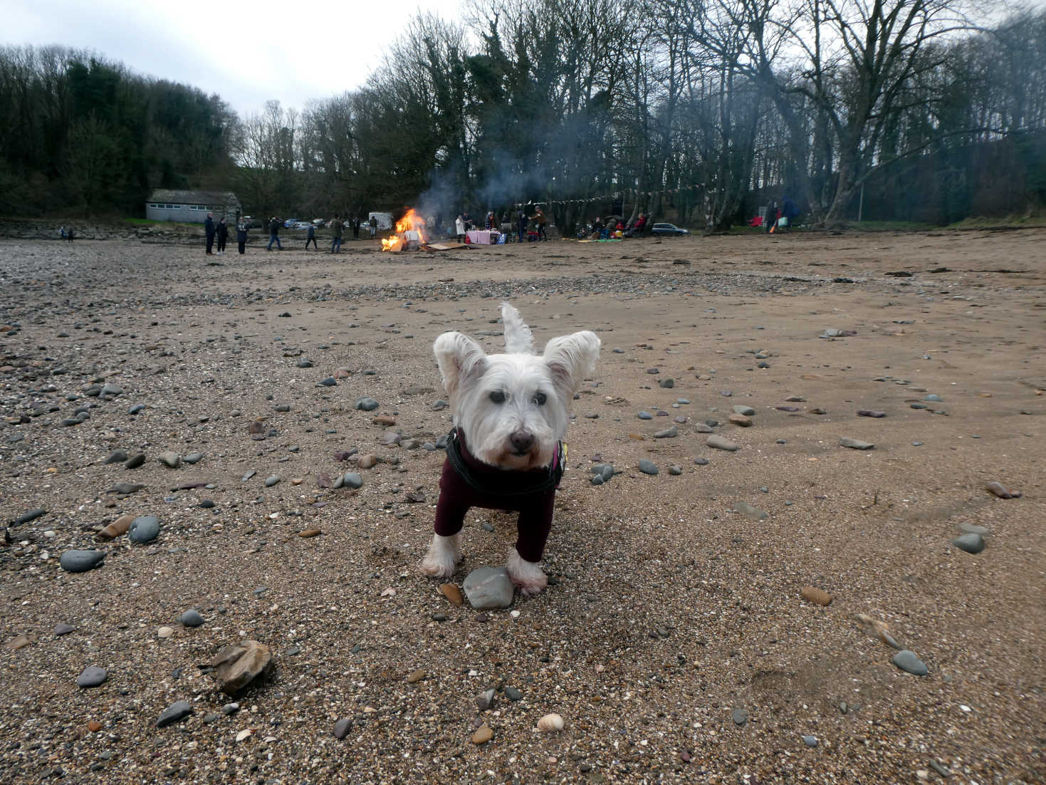 poppy the westie on dhoon beach new years day