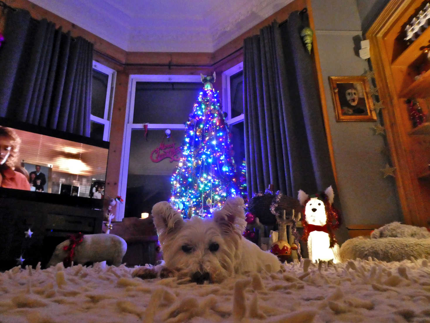 poppy the westie on guard x mas eve