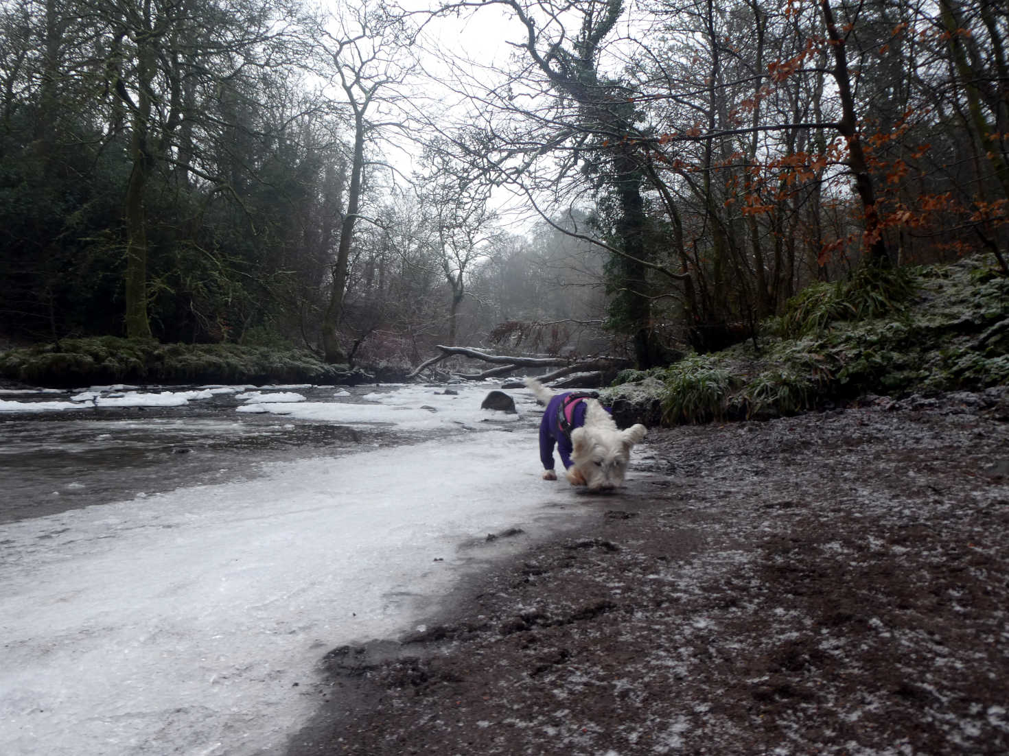 poppy the westie on the frozen white cart