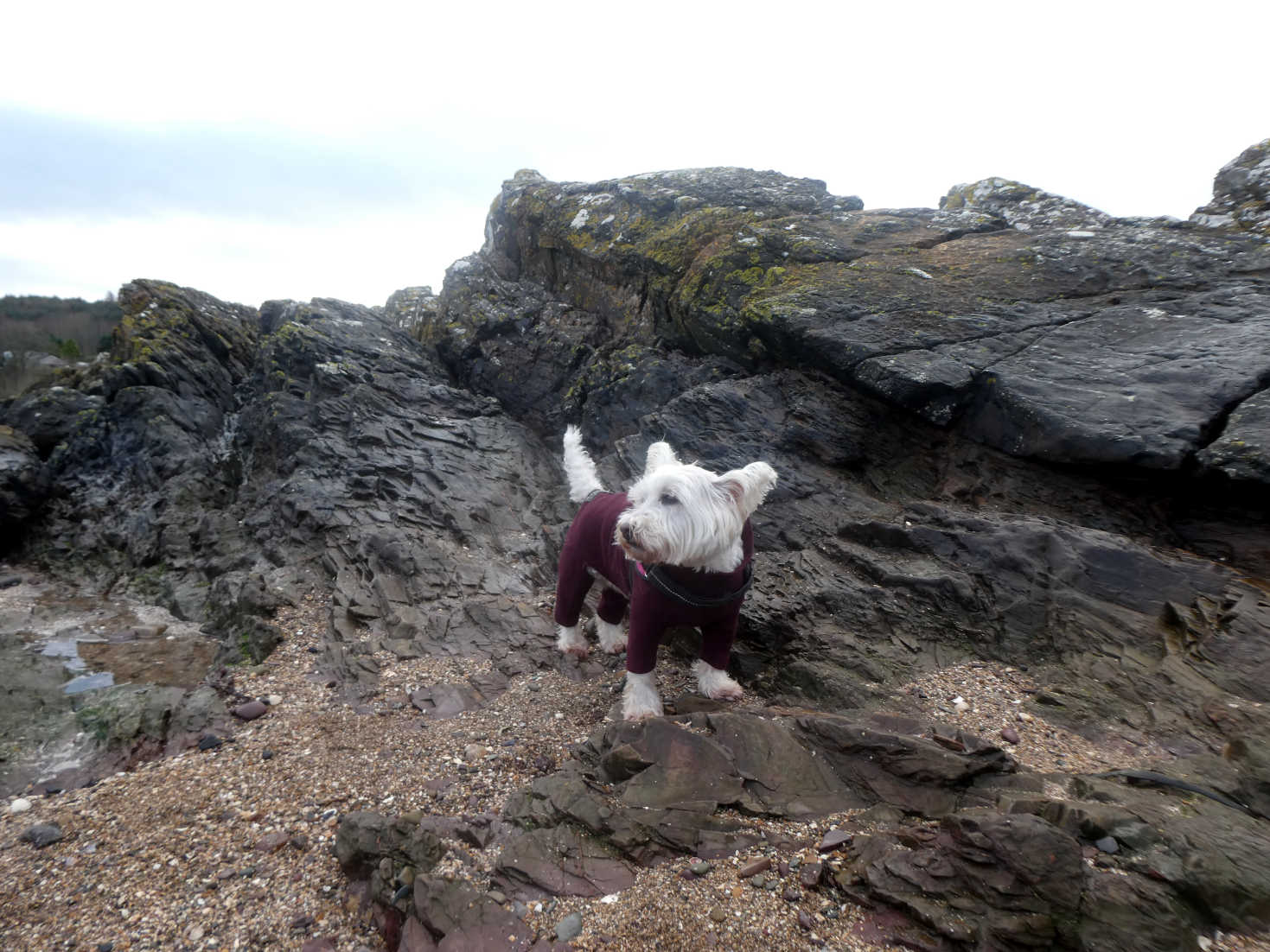 poppy the westie on the rocks at Dhoon Beach