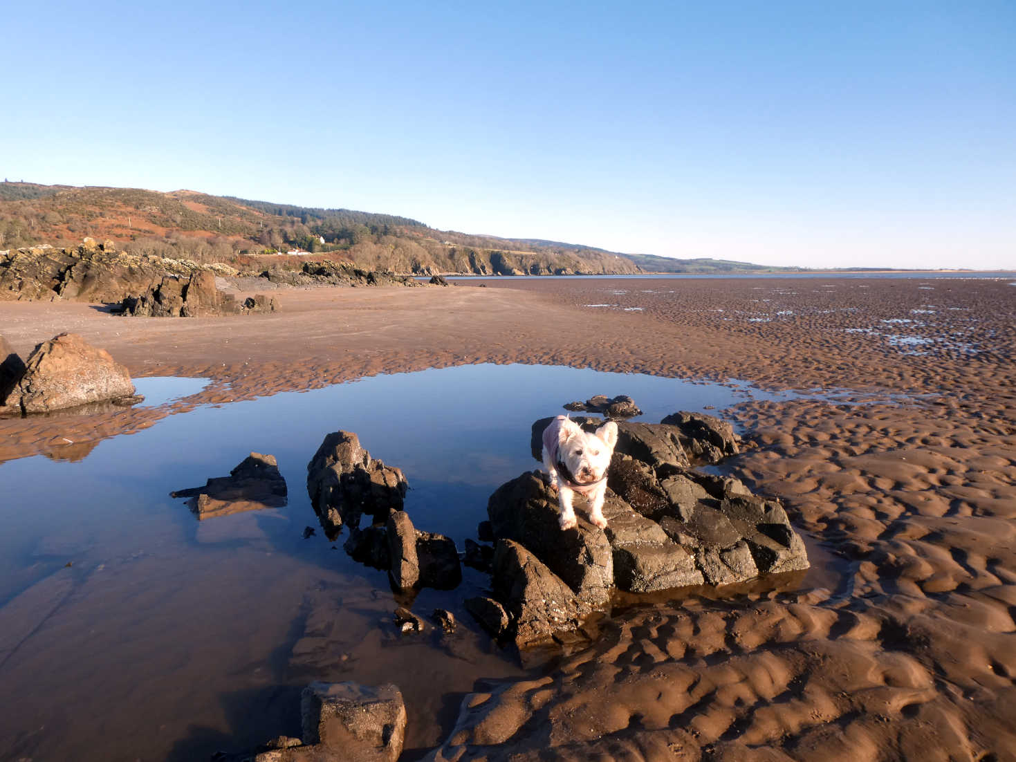 poppy the westie on the rocks at sandyhills