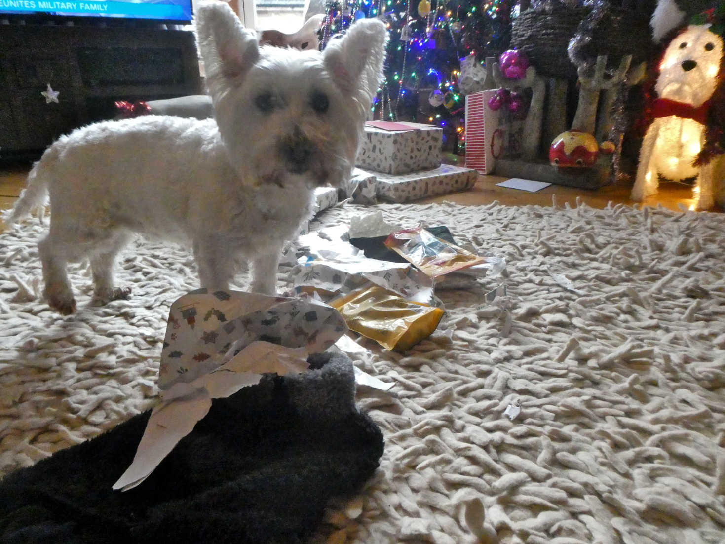 poppy the westie opened pressys