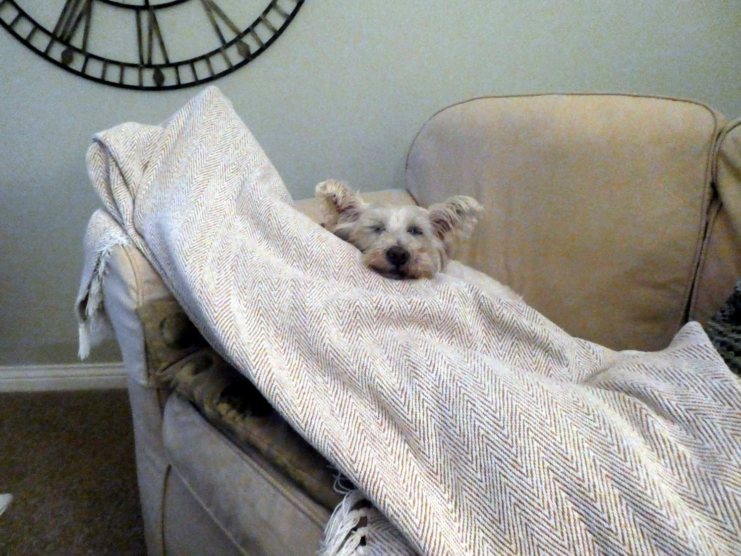 poppy the westie takes a break