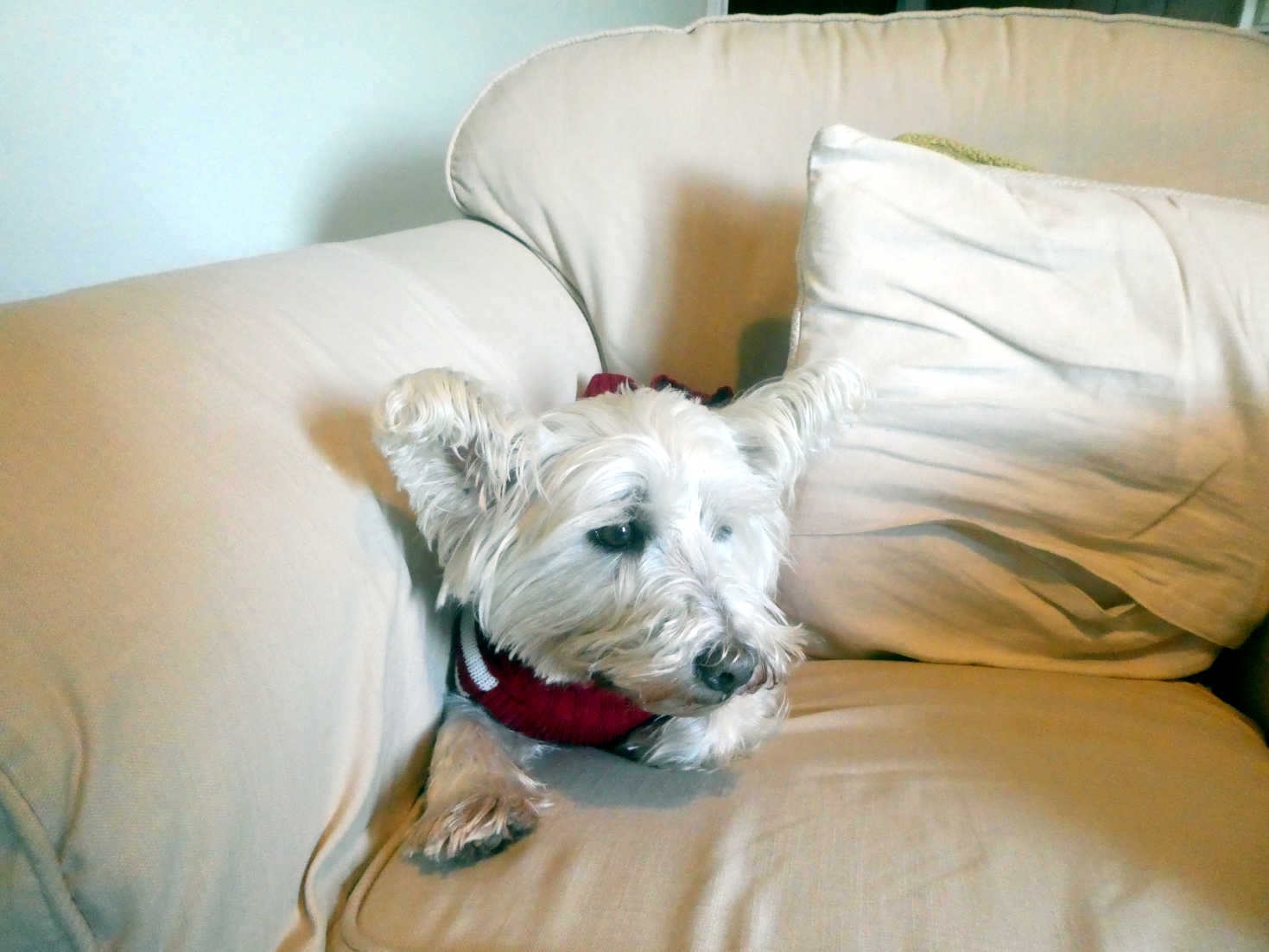 poppy the westie waiting for steak pie