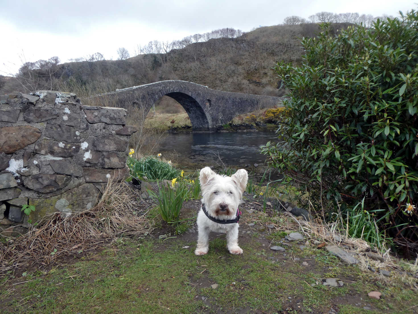 poppy the westie and the bridge over the atlantic poppy the westie and the bridge over the atlantic