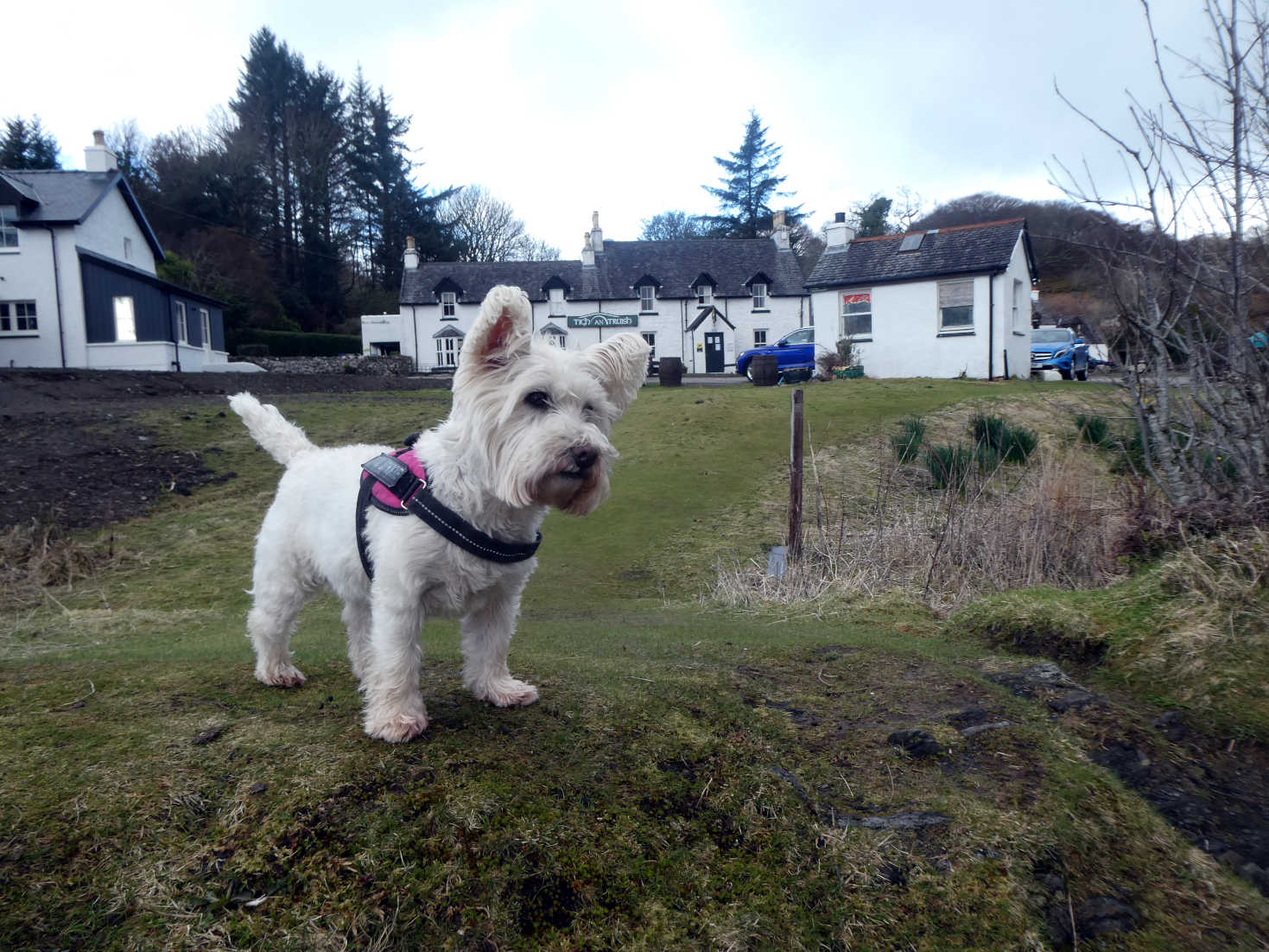 poppy the westie at the Tigh an Truish on Seil