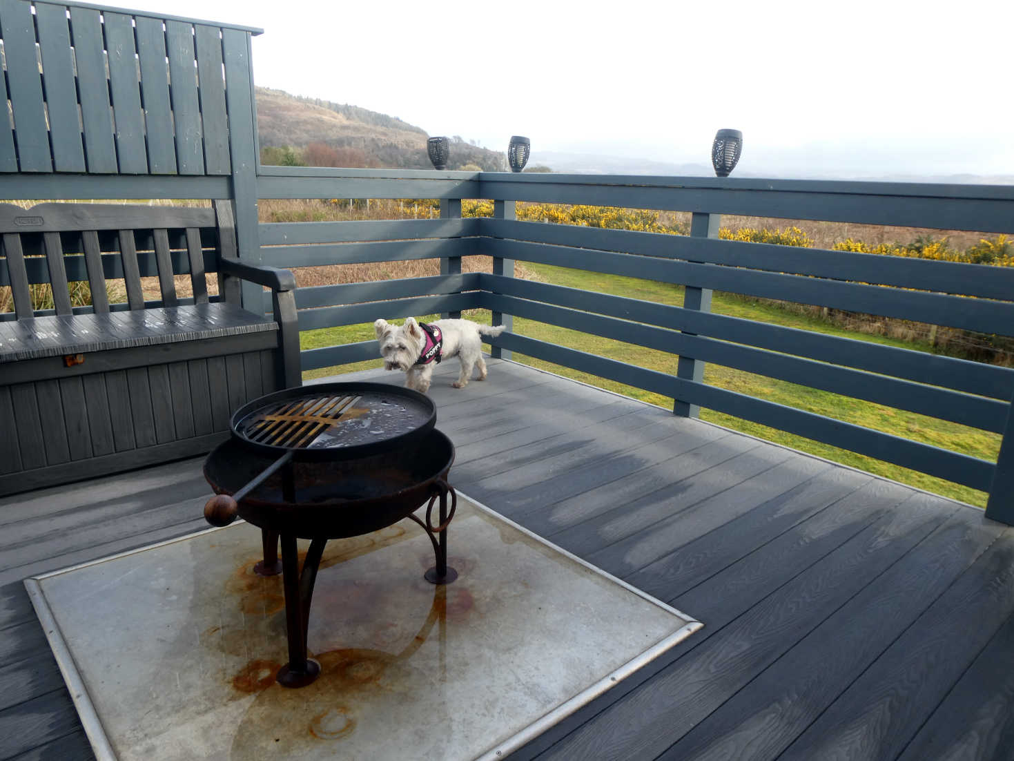poppy the westie at the cabin in Tralee poppy the westie at the cabin in Tralee