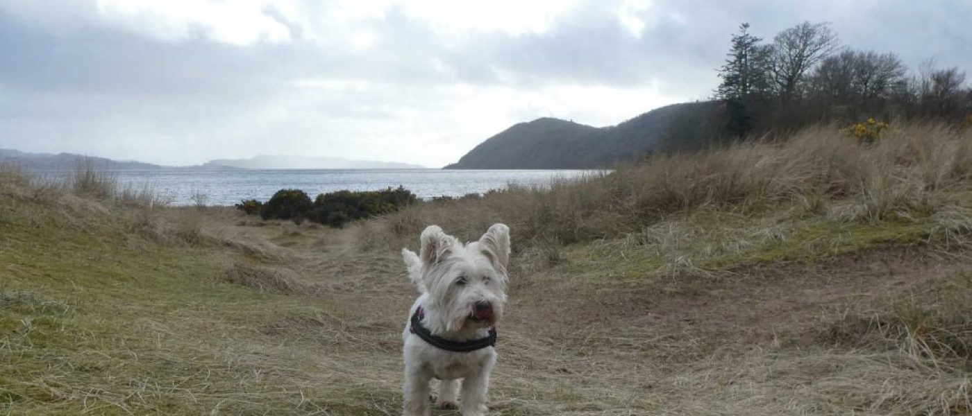 Poppy goes to Tralee Bay