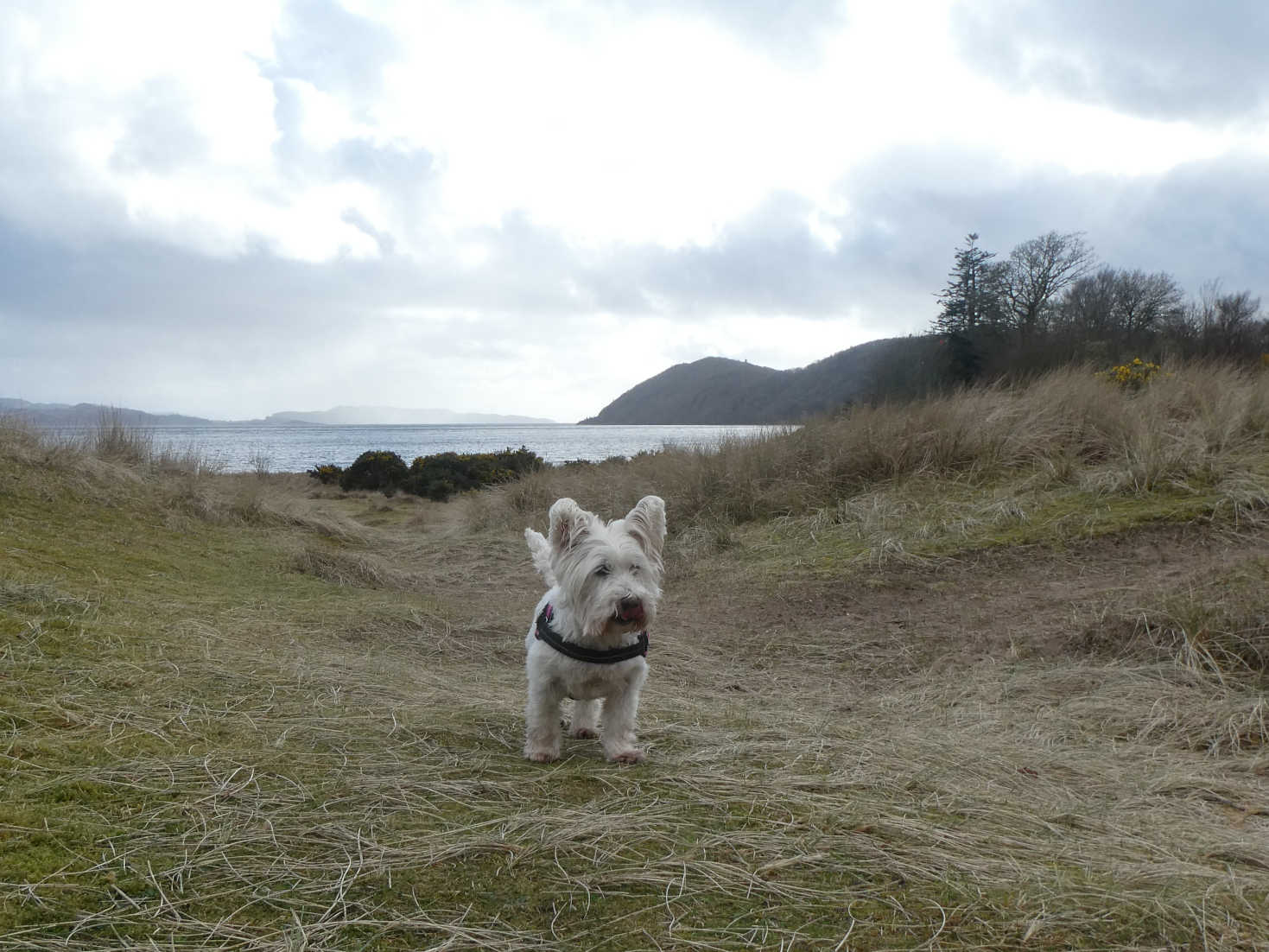 poppy the westie goes to tralee beach