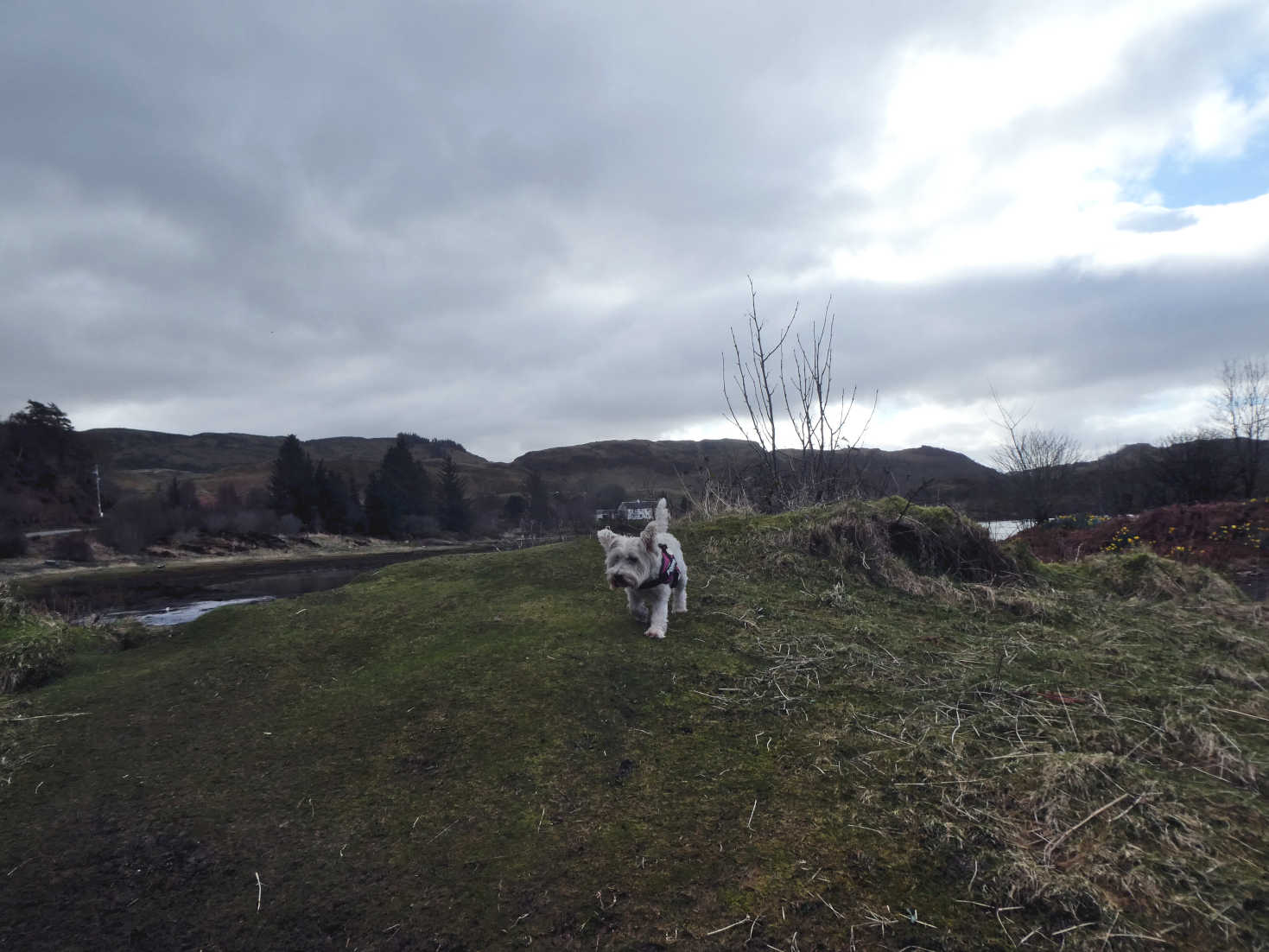 poppy the westie on the island of Seil poppy the westie on the island of Seil
