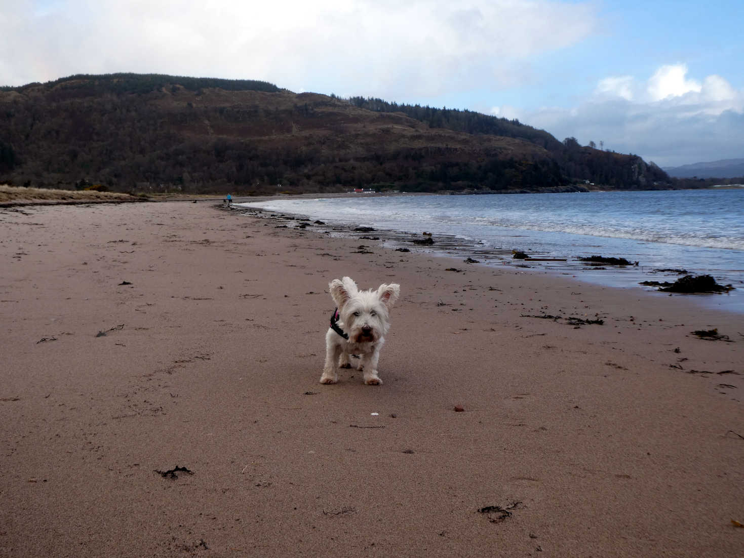 poppy the westie on tralee beach poppy the westie on tralee beach