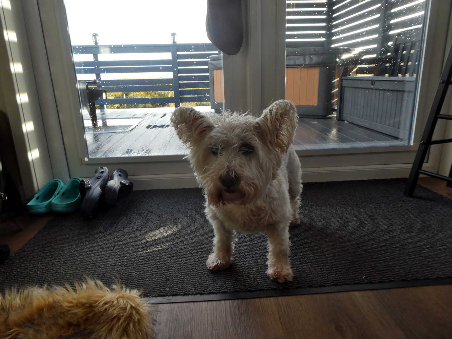 poppy the westie out of the rain at tralee