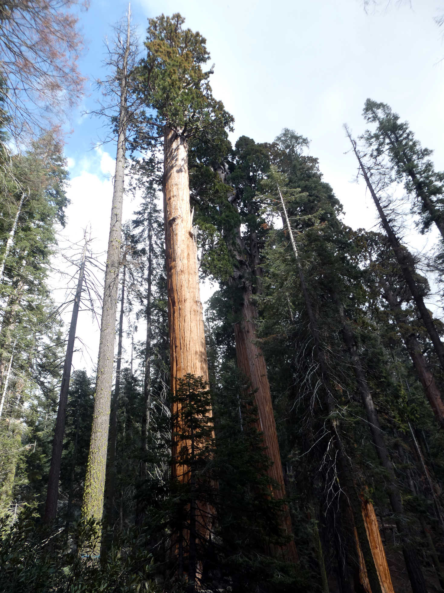 General Sherman General Sherman
