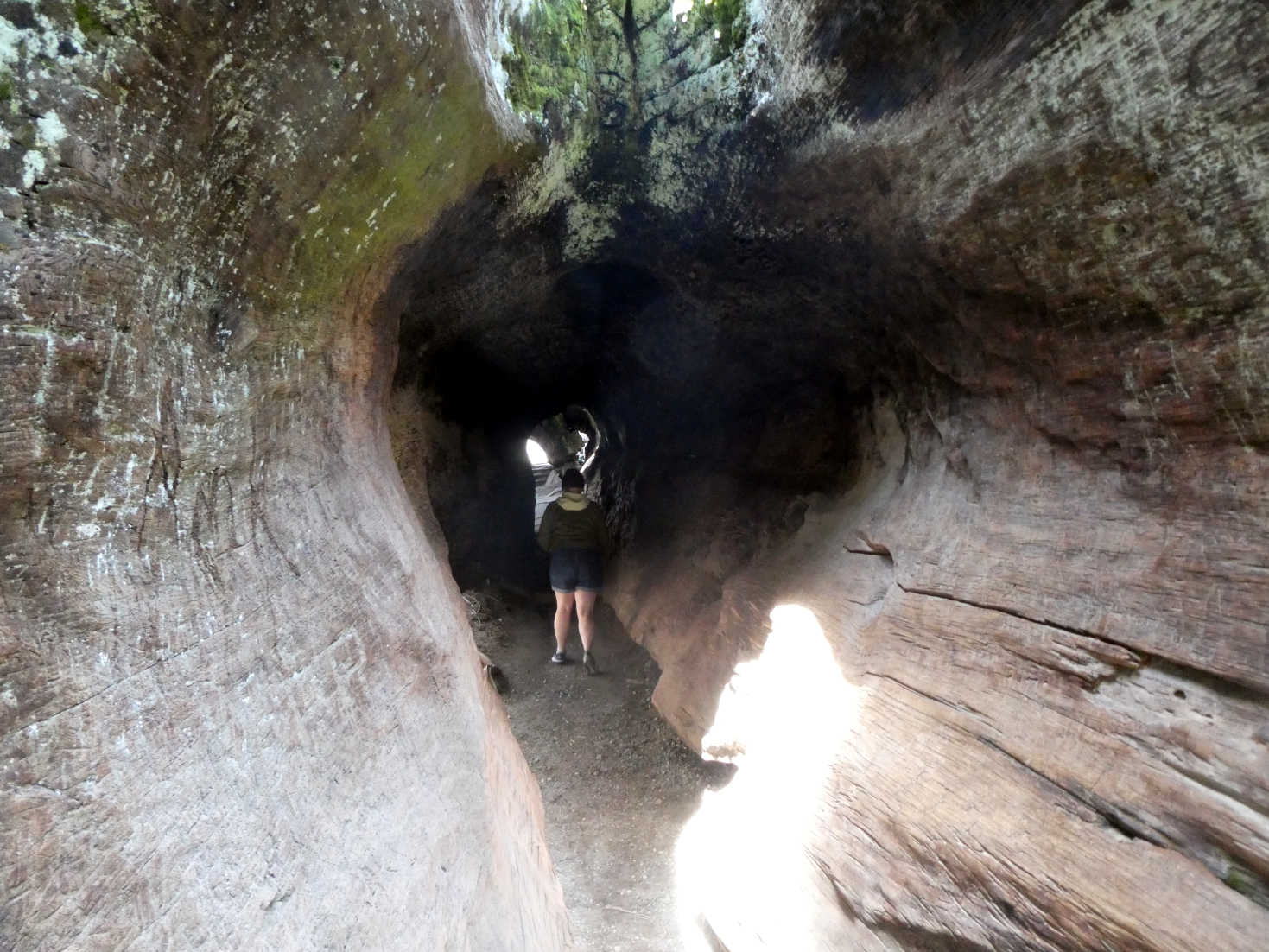 sequoia bridge
