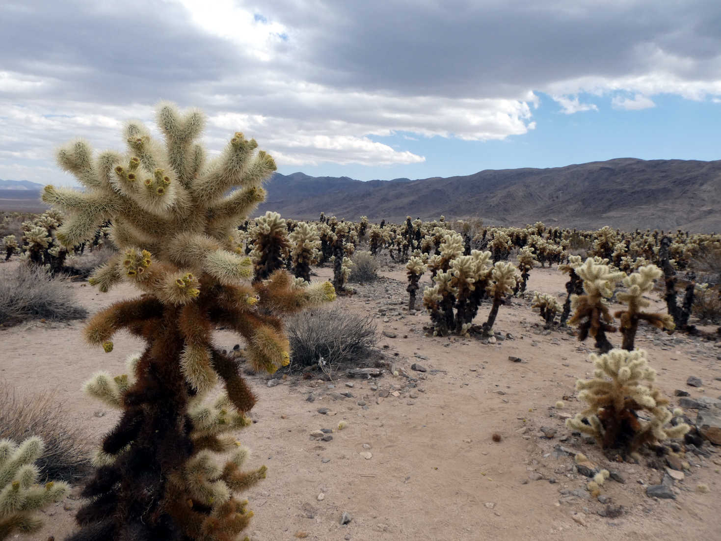 spiky desert plants spiky desert plants