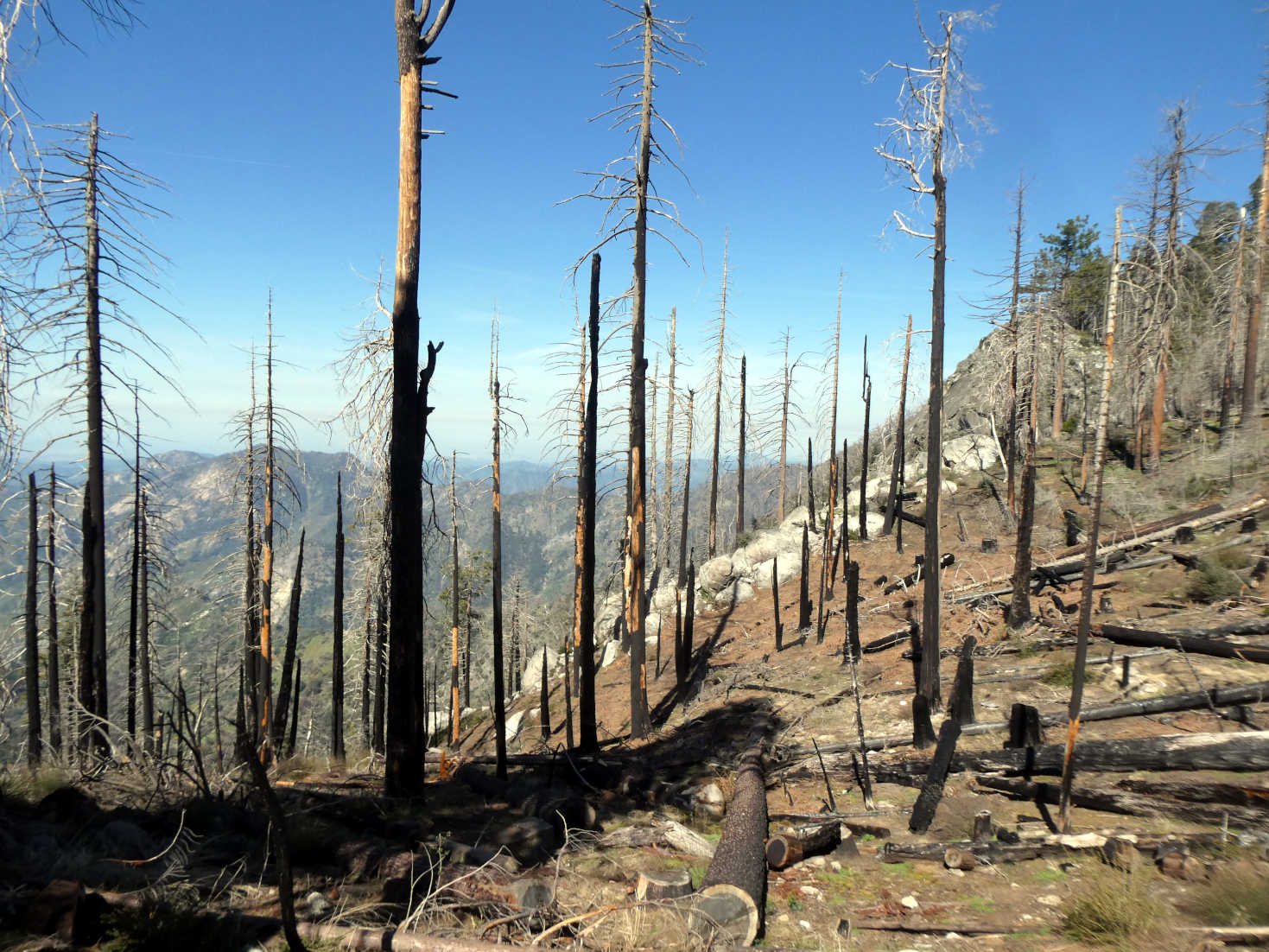 wild fire remnants