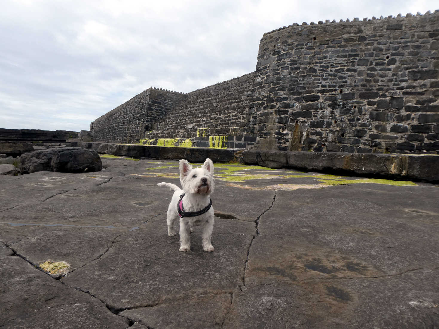 Poppy the westie at the sea wall Port St Mary