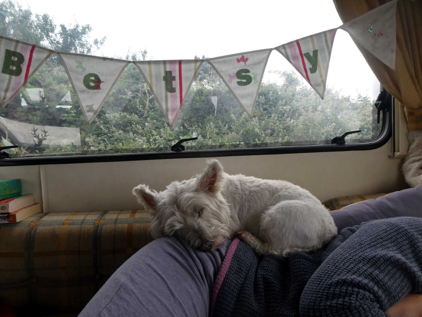 afternoon snoozies afternoon snoozies
