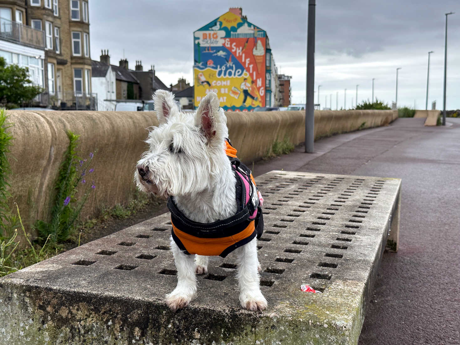 poppy at morecambe poppy at morecambe