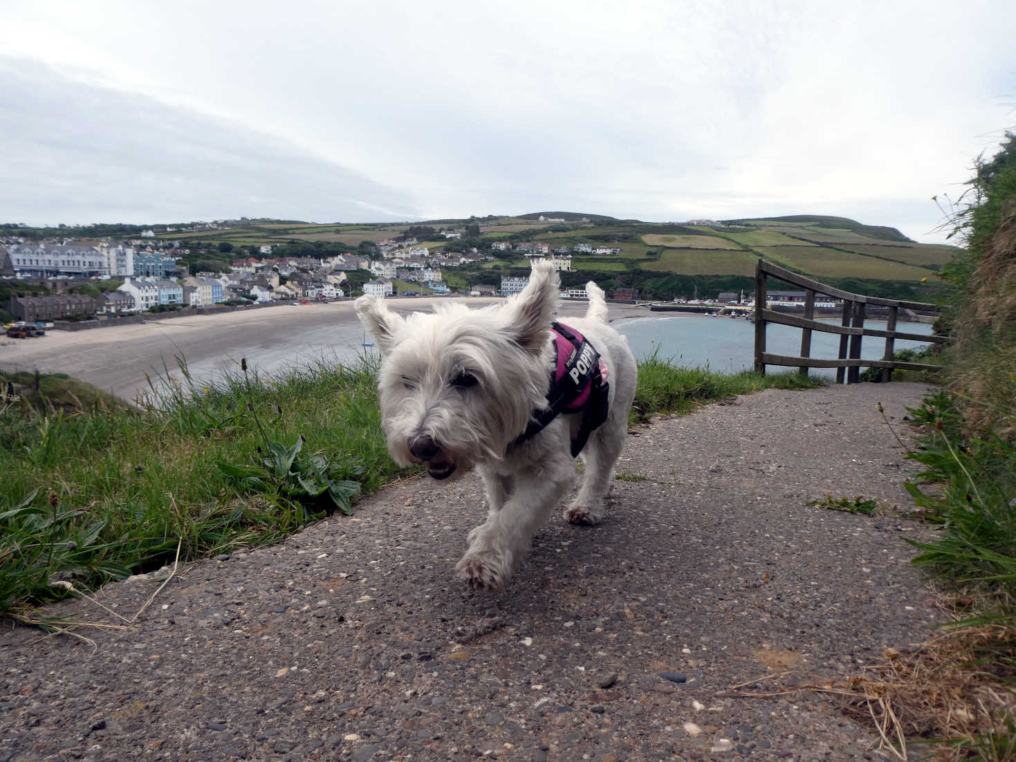 poppy the westie above port erin