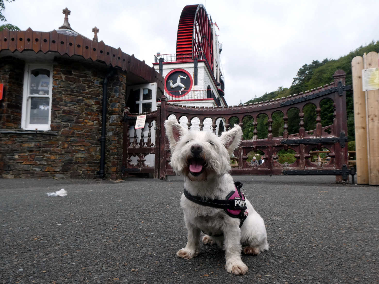 poppy the westie at Laxey Wheel