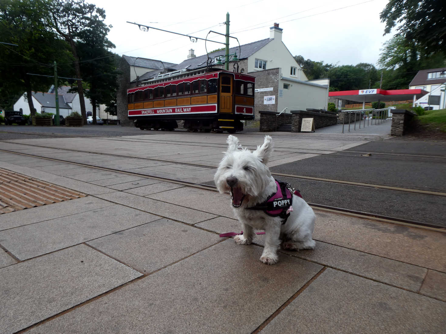 poppy the westie at Laxey station