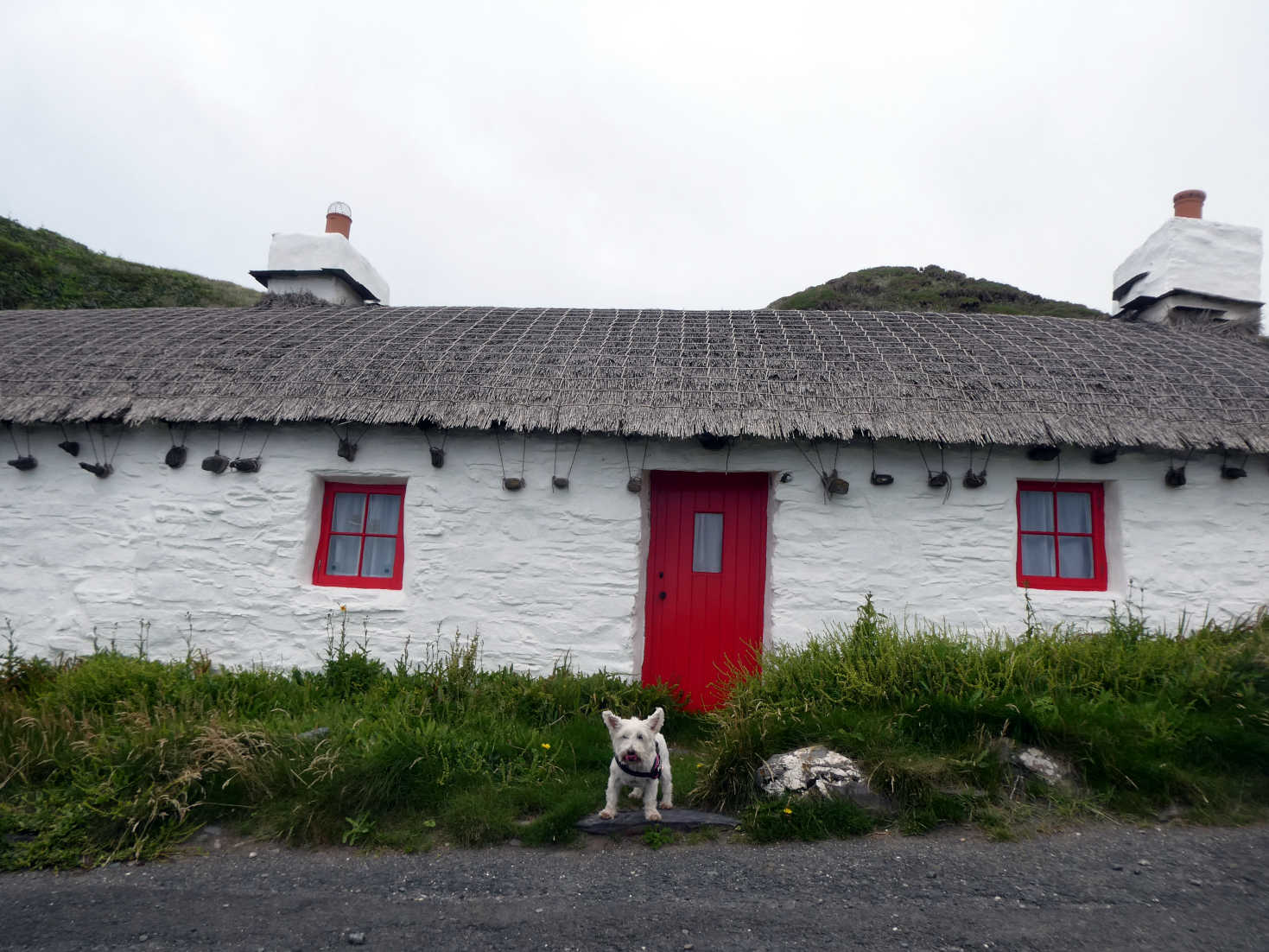 poppy the westie at Niarbyl