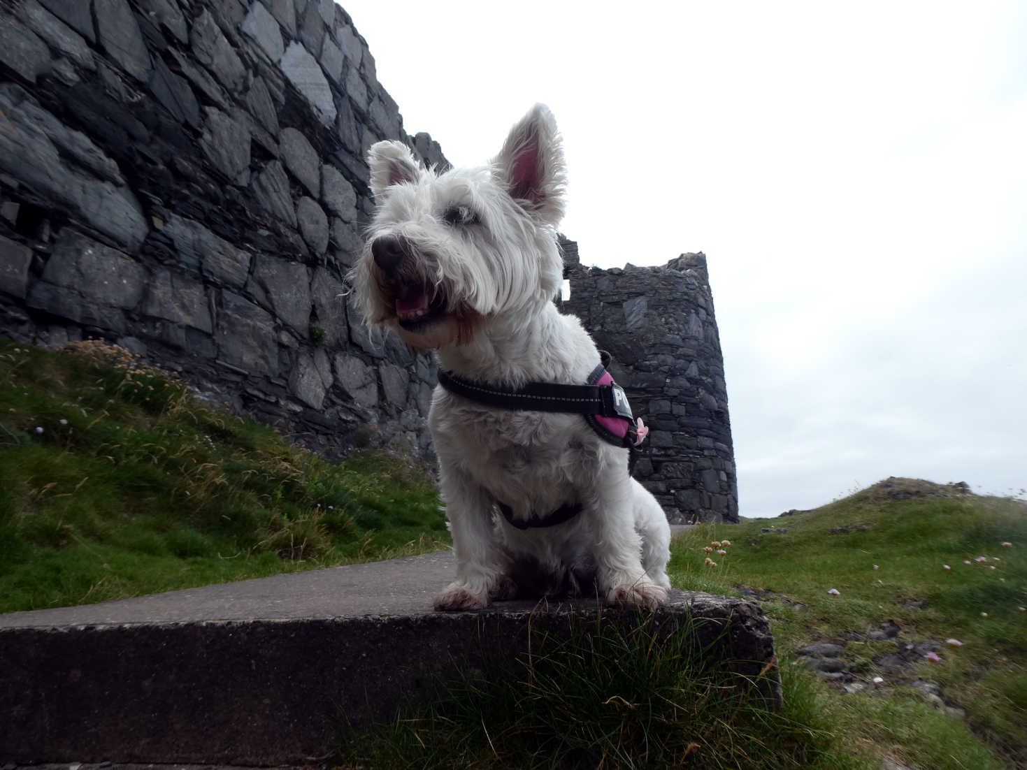 poppy the westie at Peel Castle poppy the westie at Peel Castle