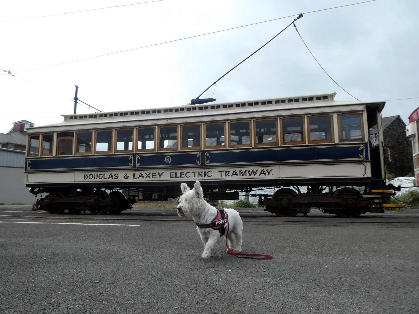 poppy the westie at Ramsey Tram Station