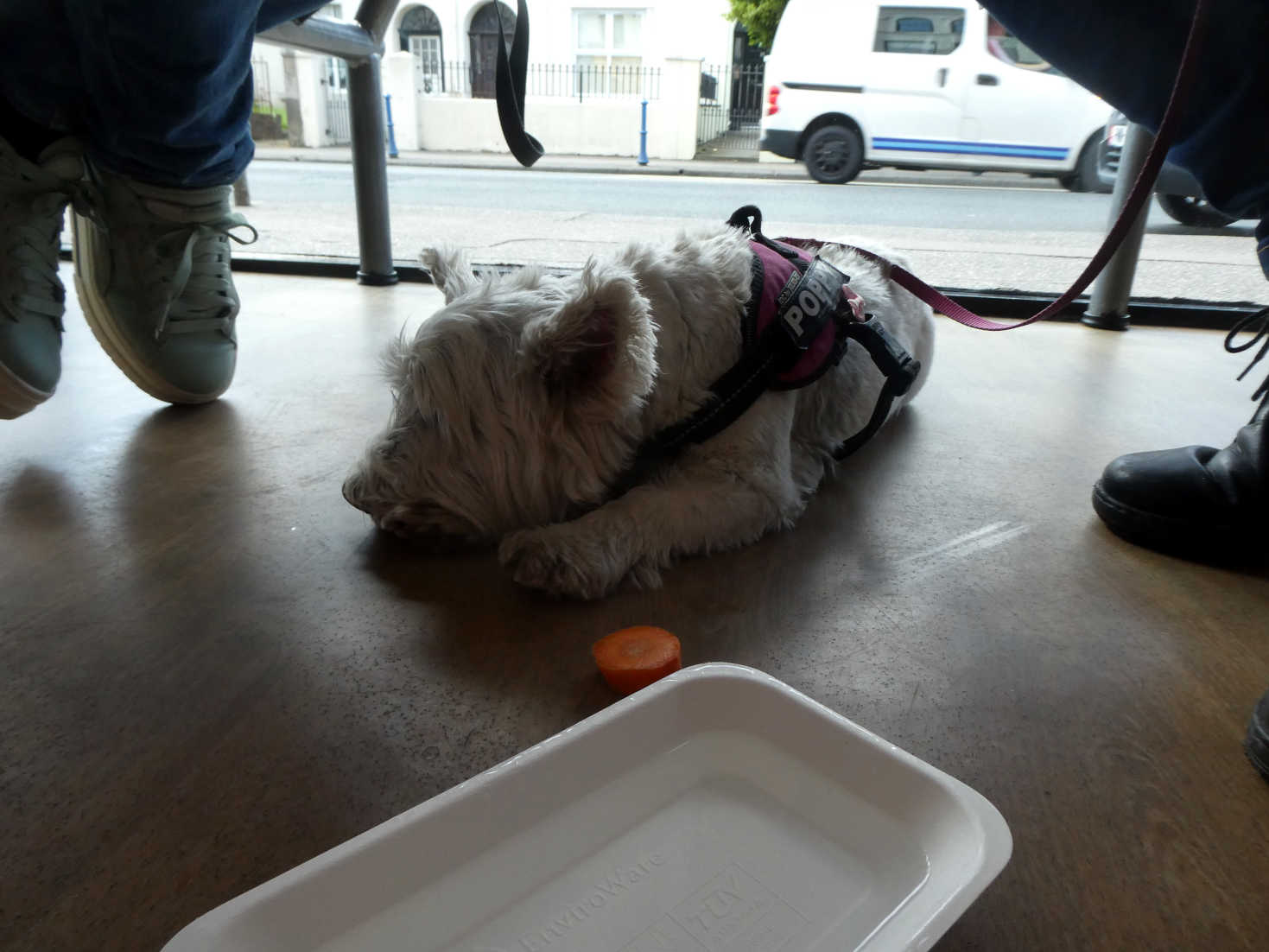 poppy the westie at Terrace Chippy Diner