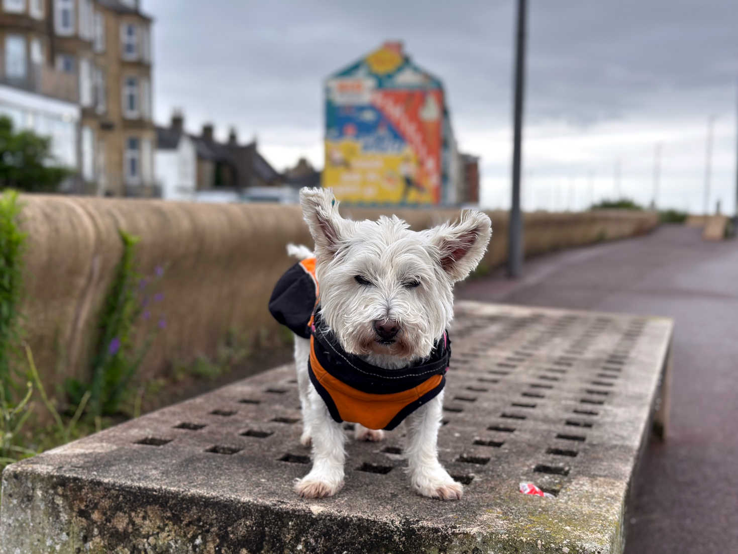 poppy the westie at morecambe