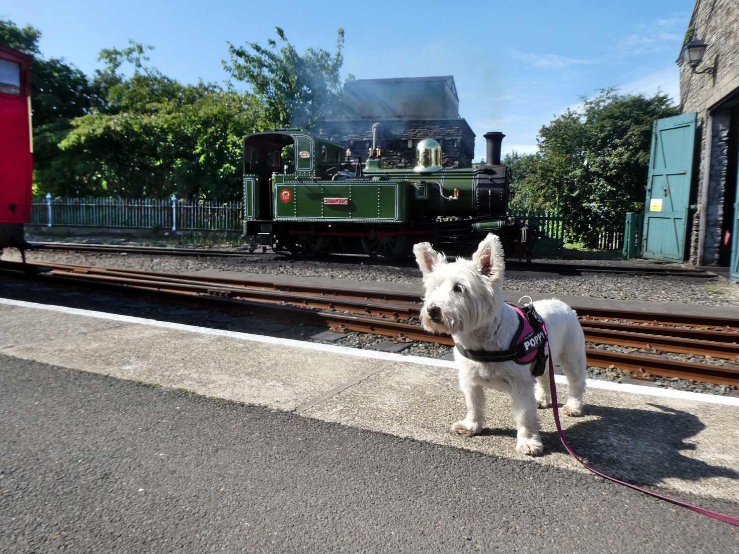 poppy the westie at port erin station.