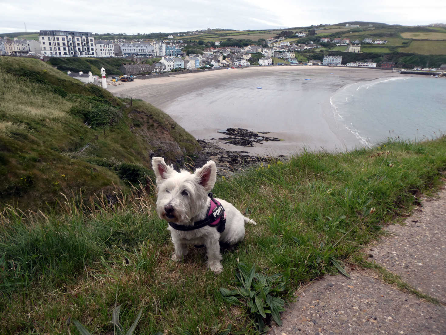 poppy the westie at port erin