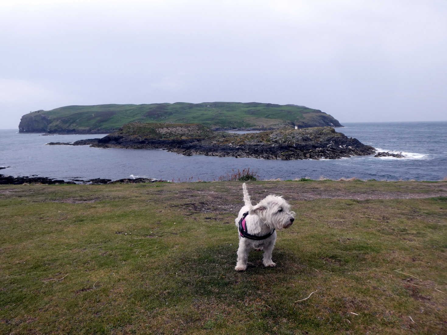poppy the westie at the Calf of Man