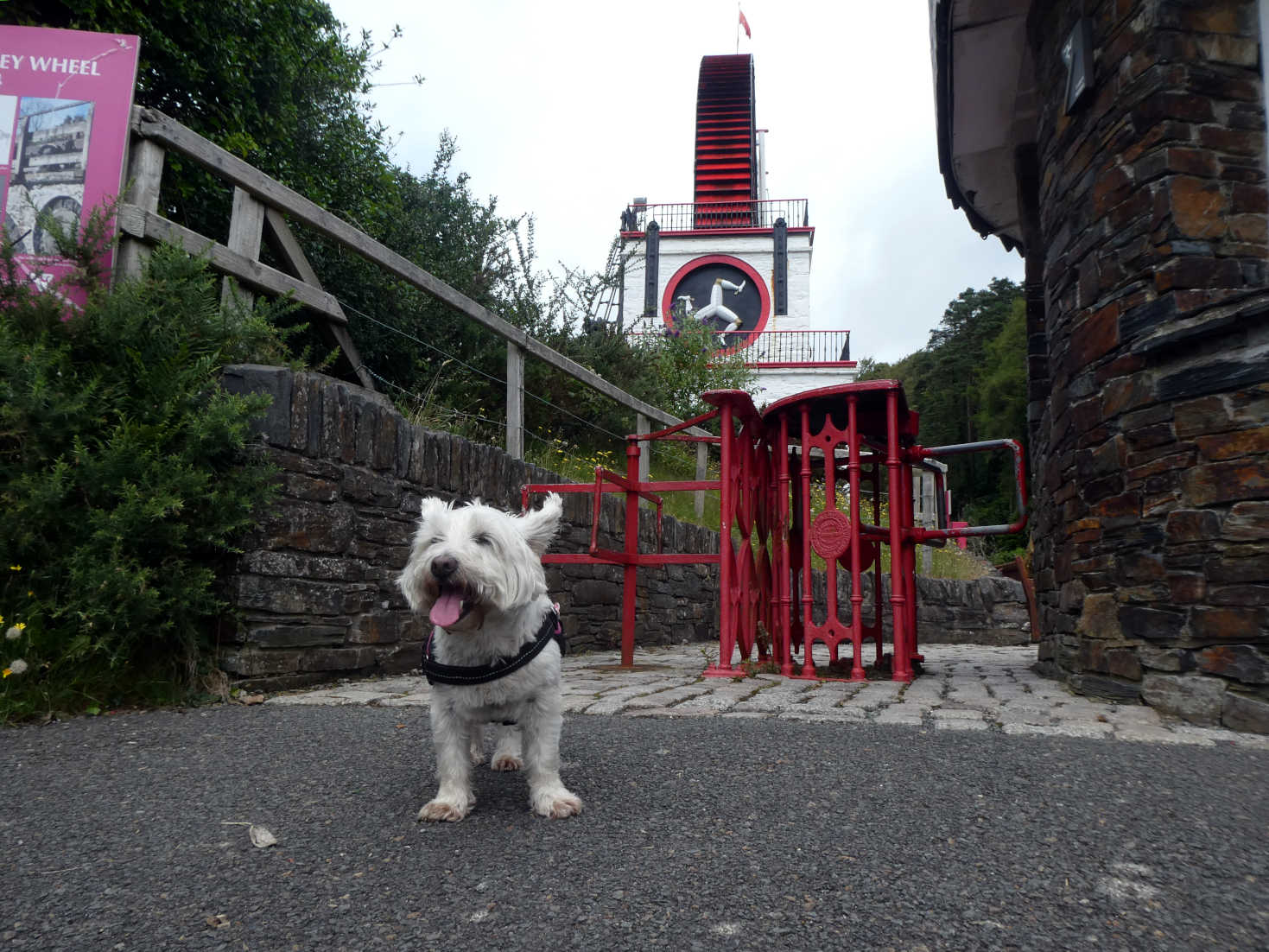 poppy the westie at the laxey wheel