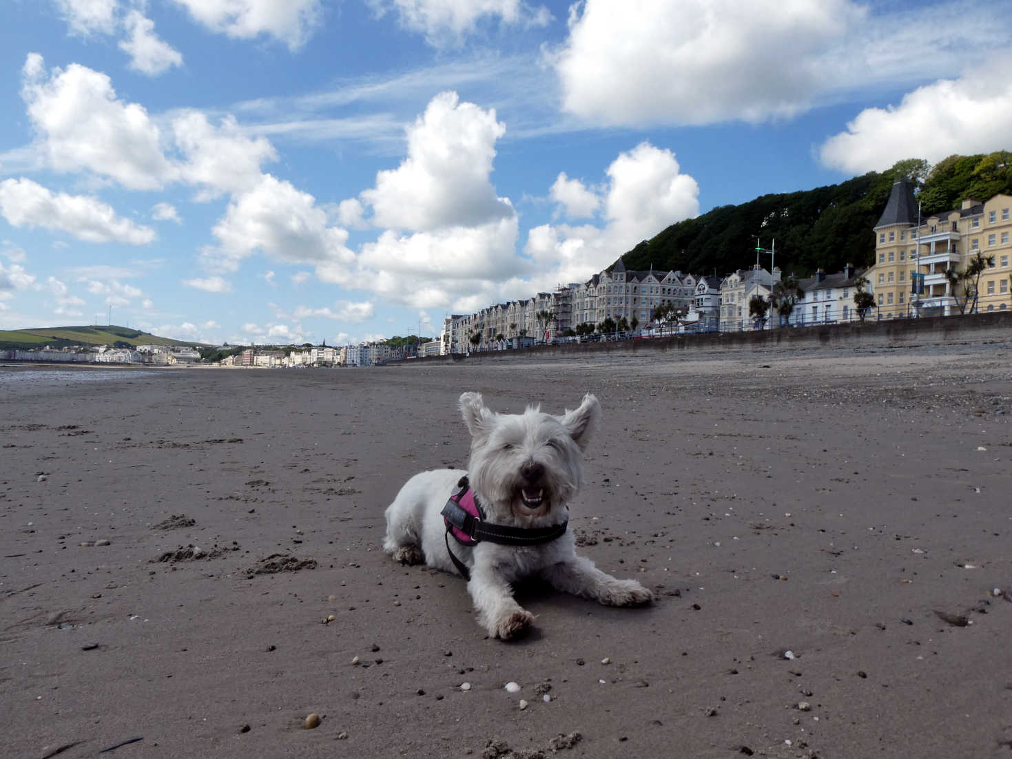 poppy the westie has a rest on Douglas Beach