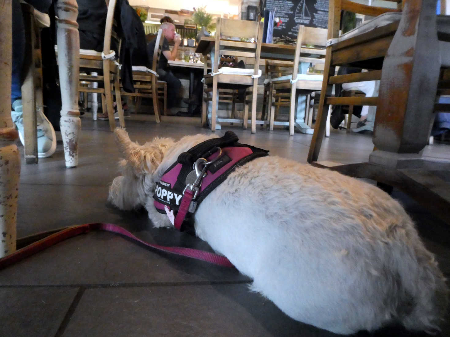 poppy the westie in the boathouse poppy the westie in the boathouse