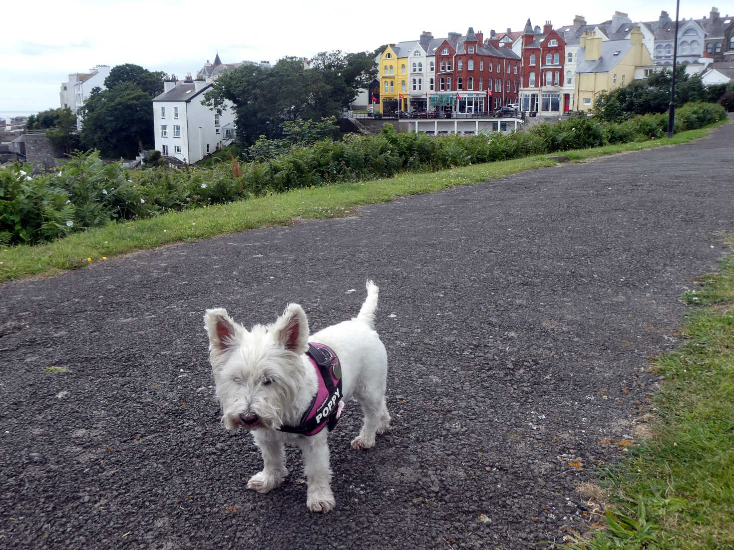 poppy the westie needing water Port St Mary