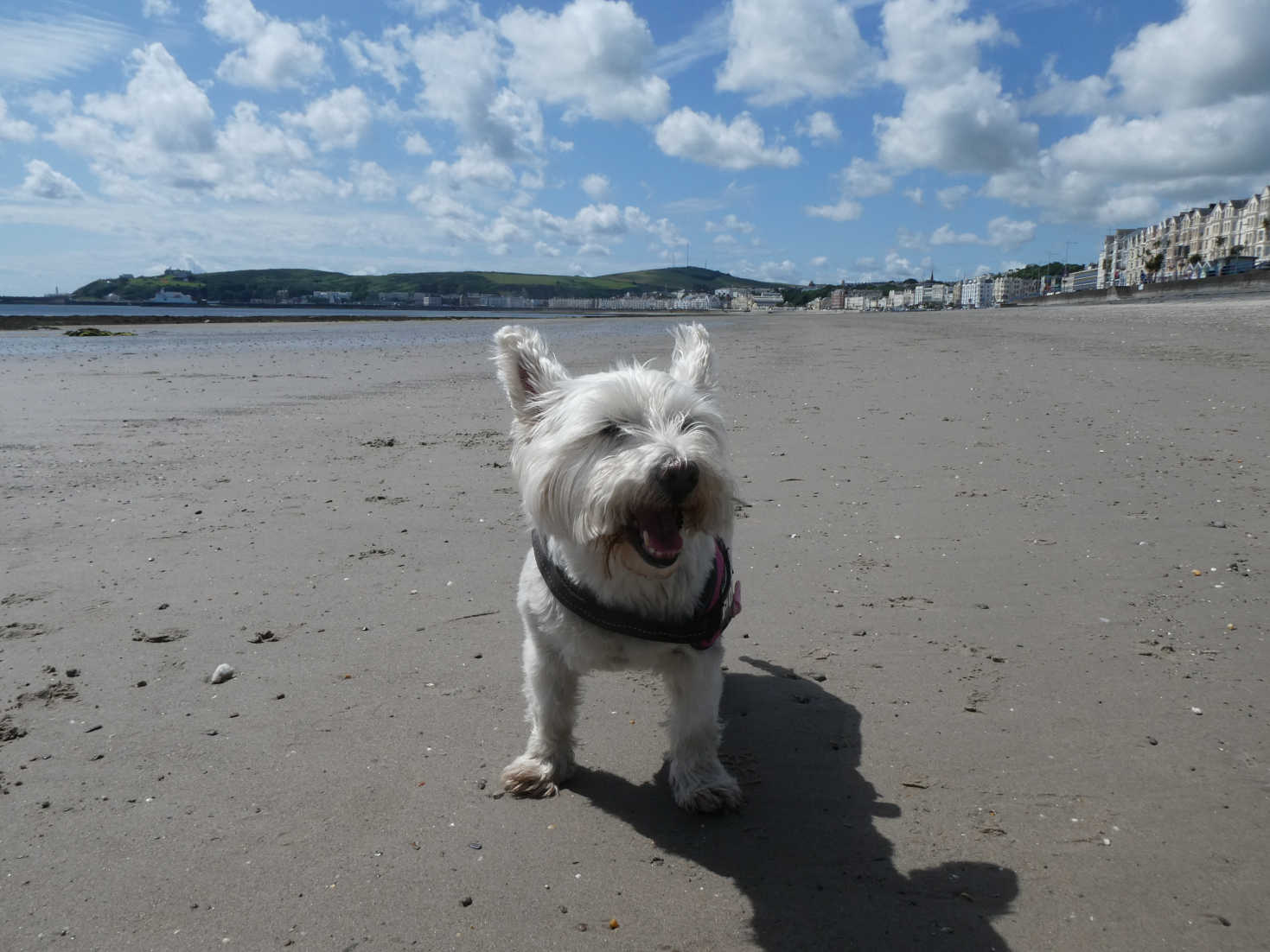 poppy the westie on Douglas Beach