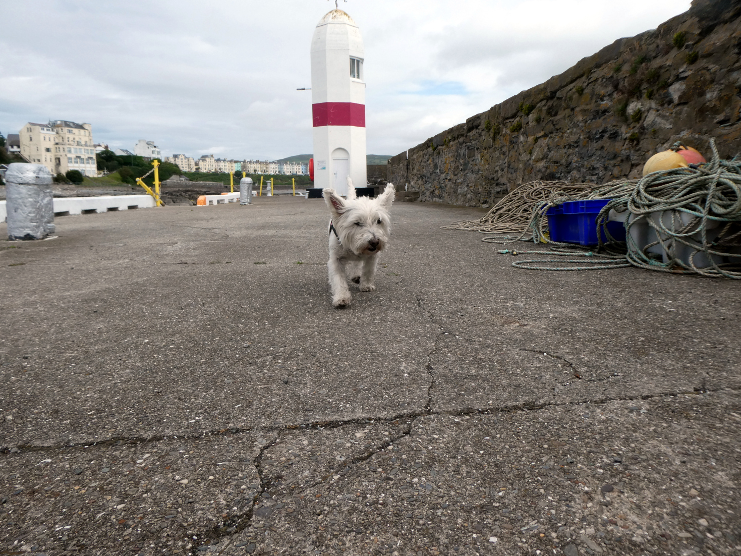 poppy the westie on Port St Mary Pier