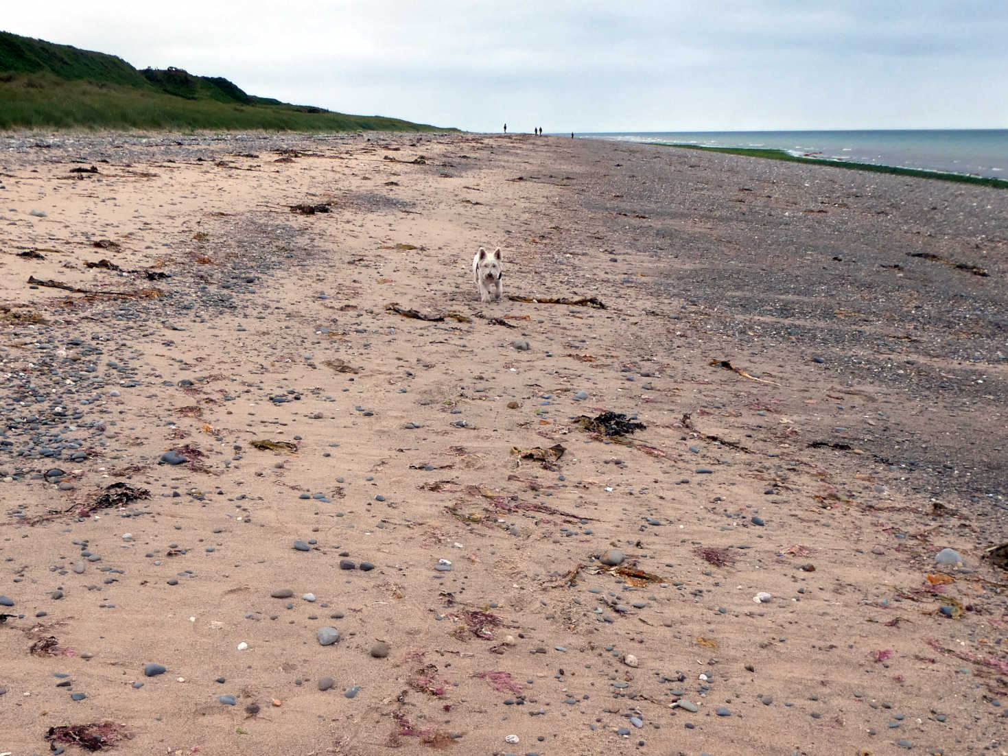 poppy the westie on blue point beach