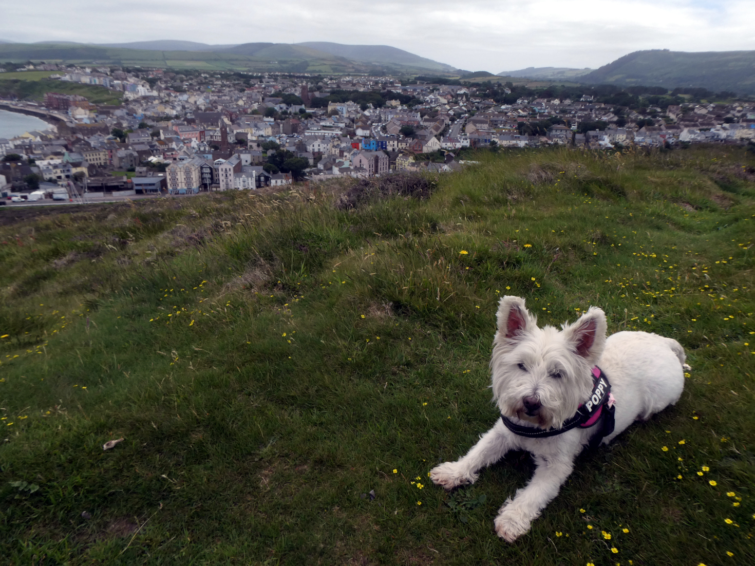 poppy the westie on hill above peel poppy the westie on hill above peel