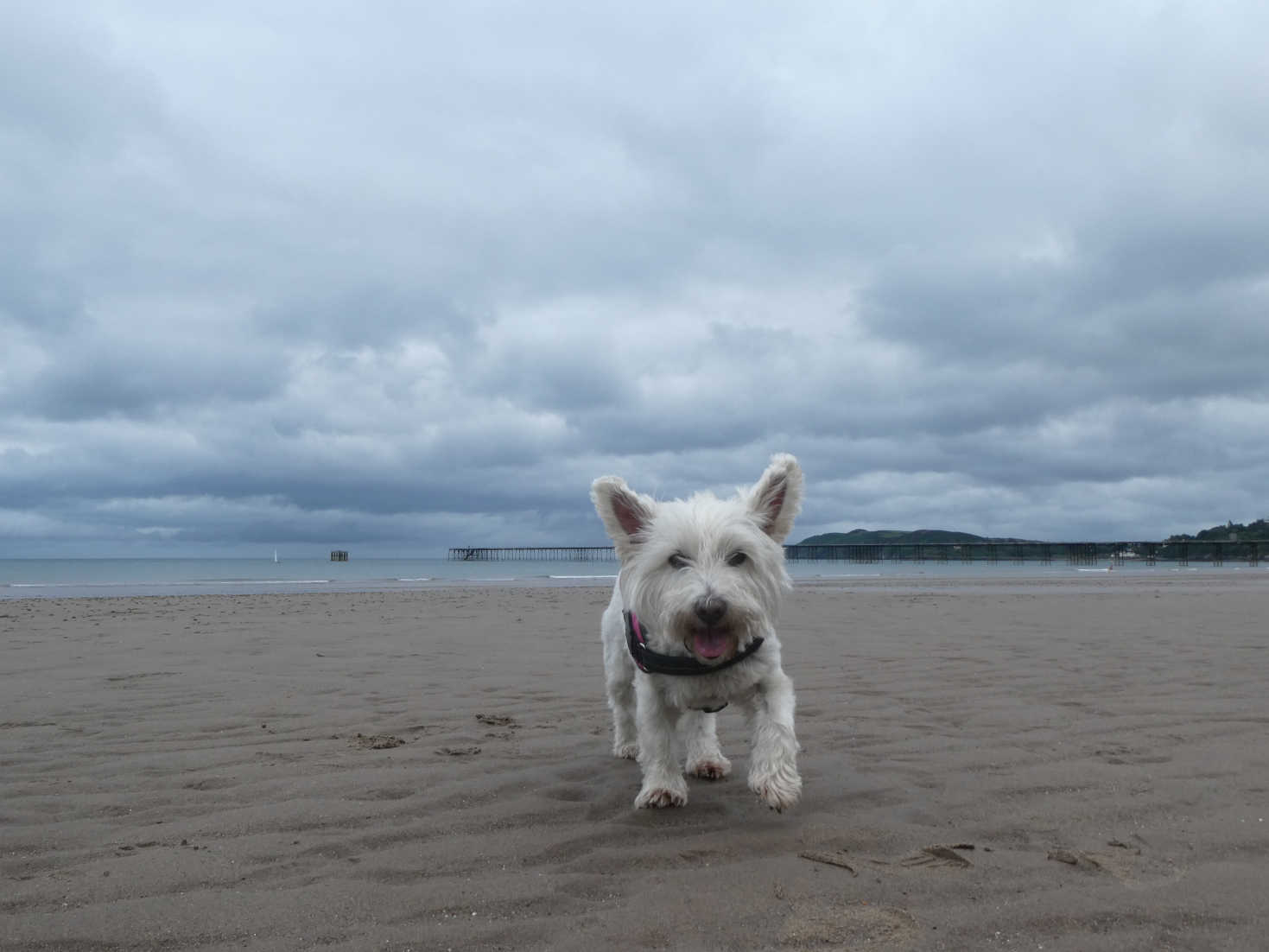 poppy the westie on the beach at Ramsey