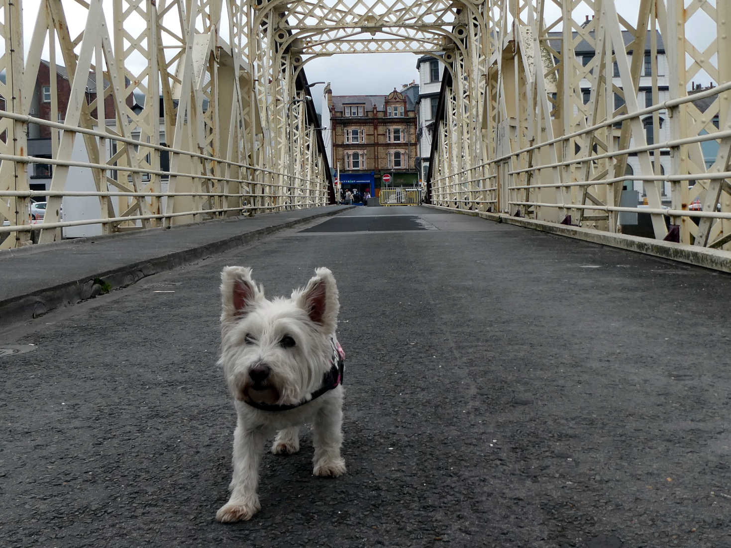 poppy the westie on the bridge at Ramsey